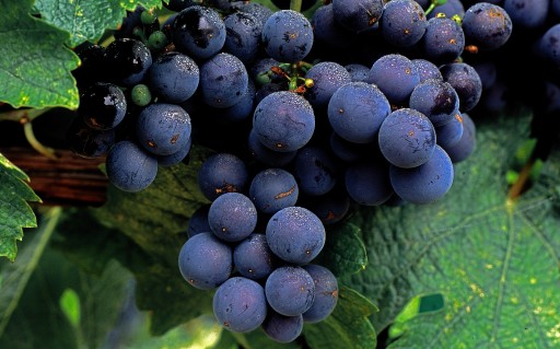 De magie van Merlot: een introductie tot deze veelzijdige druif